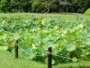 141 - 20160723 Day12 Okayama Hiroshima