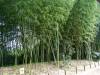 142 - 20160723 Day12 Okayama Hiroshima