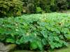 155 - 20160723 Day12 Okayama Hiroshima