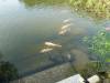 263 - 20160723 Day12 Okayama Hiroshima