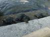 265 - 20160723 Day12 Okayama Hiroshima
