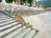 360 - 20160724 Day13 Miyajima