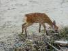 370 - 20160724 Day13 Miyajima