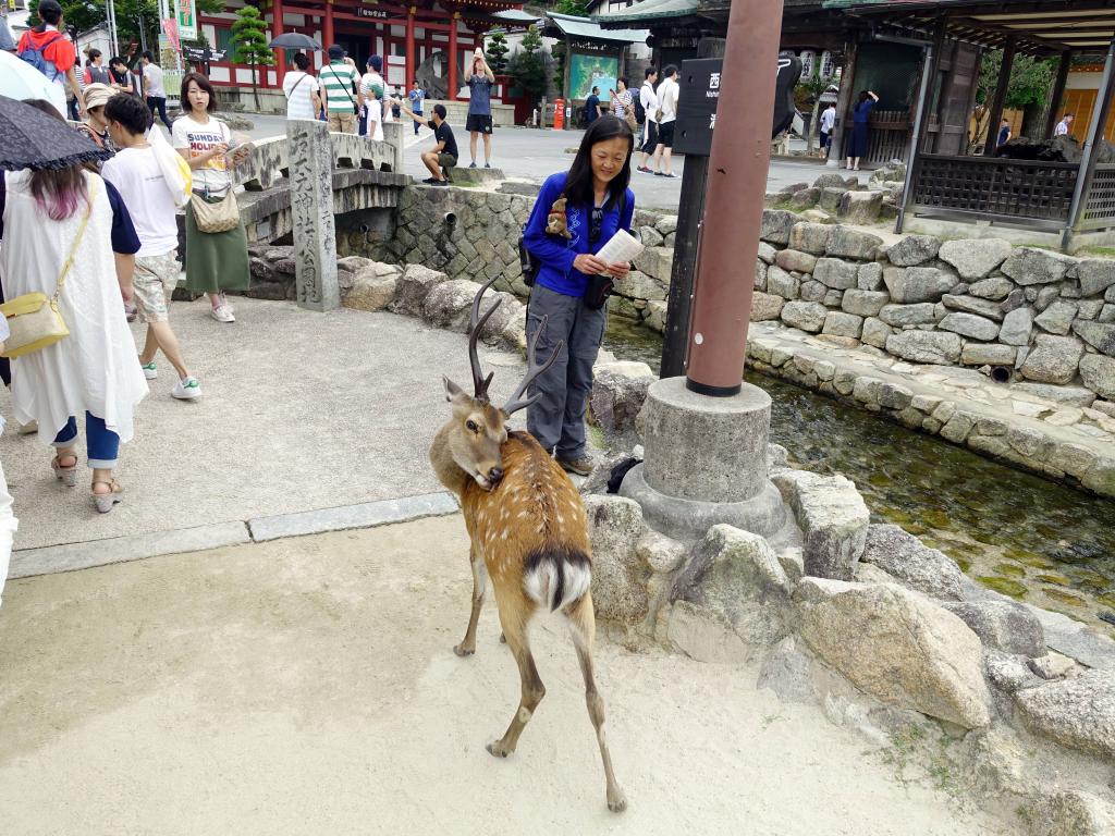 157 - 20160724 Day13 Miyajima