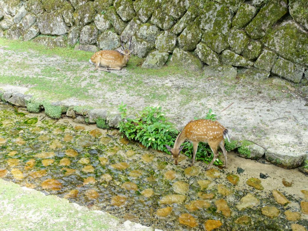 202 - 20160724 Day13 Miyajima