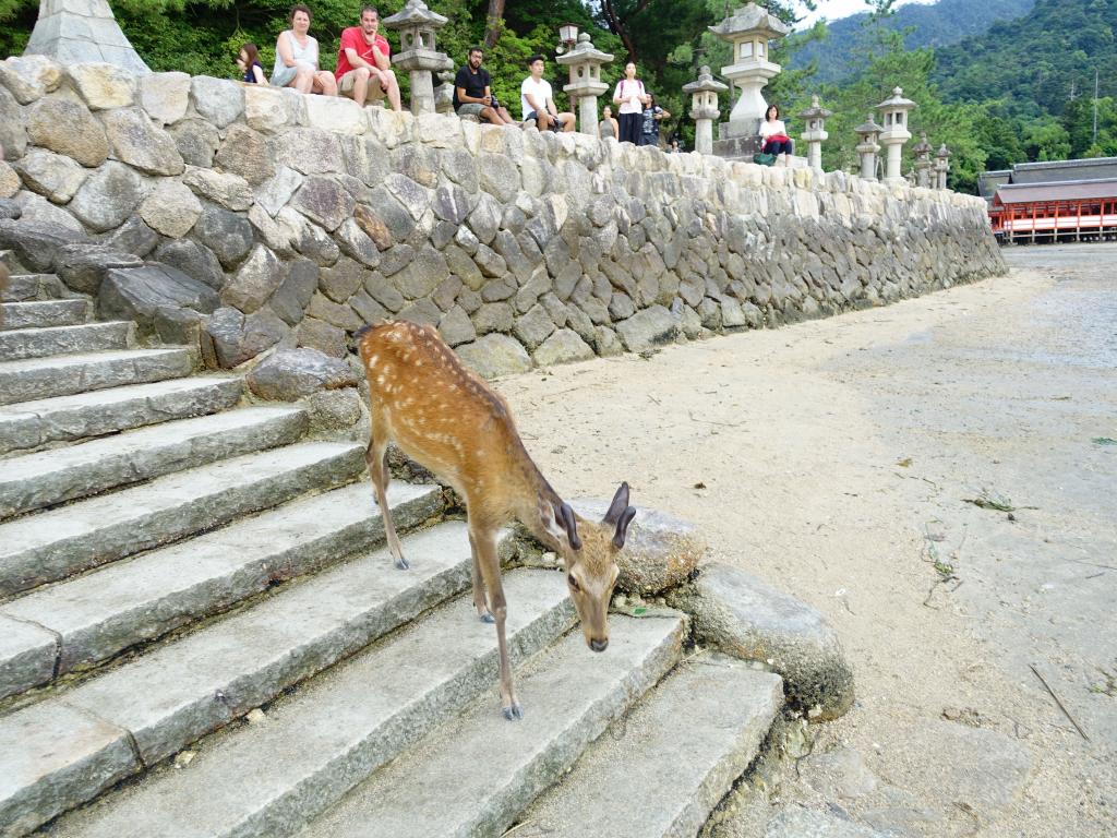 360 - 20160724 Day13 Miyajima