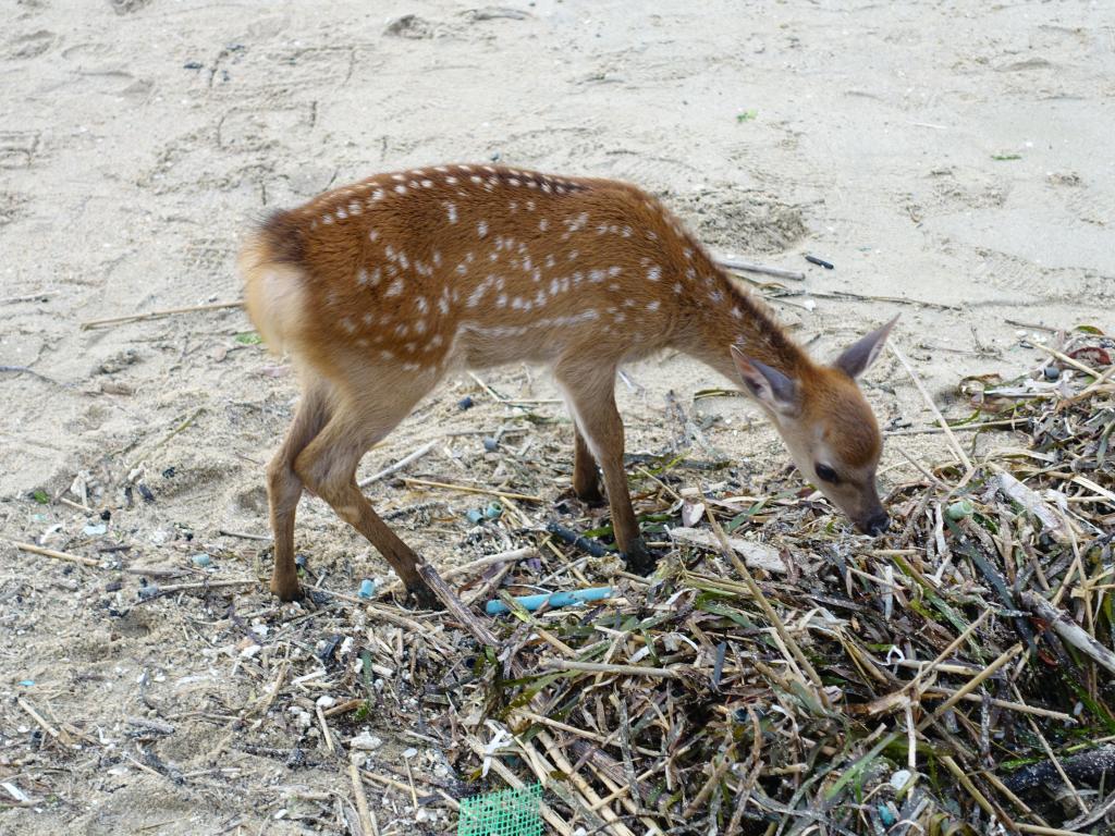 369 - 20160724 Day13 Miyajima