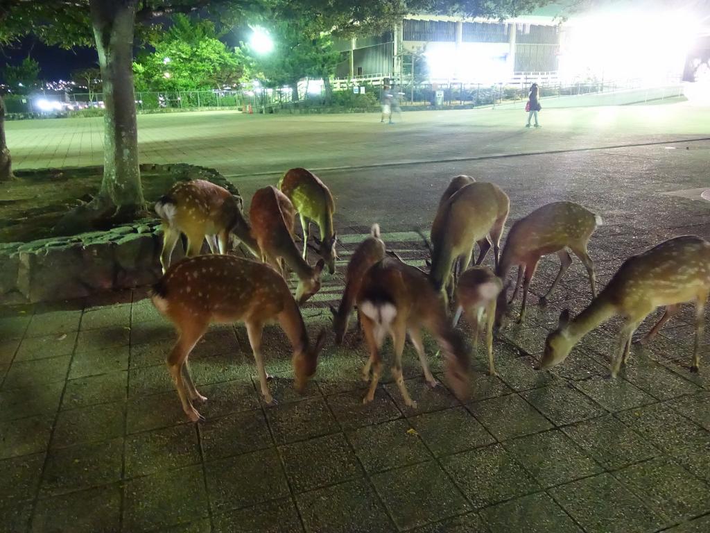 372 - 20160724 Day13 Miyajima