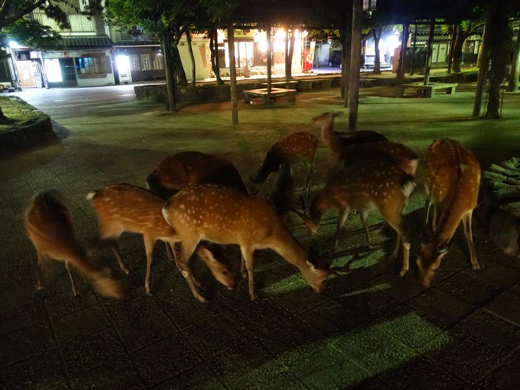 373 - 20160724 Day13 Miyajima