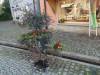 118 - 20160922 Black Forest Fuessen