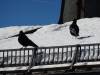 222 - 20160924 Austria Ehrenberg Zugspitze