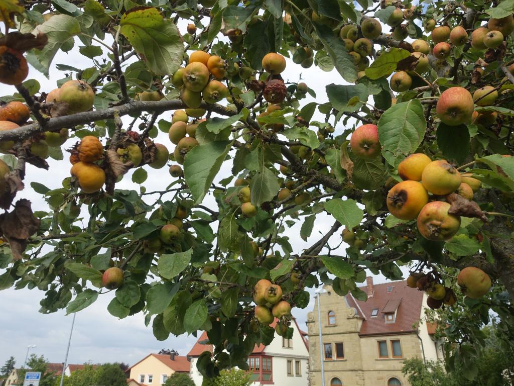 172 - 20160930 Rothenburg