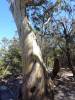 114 - 20170121 Wineglass Bay-Launceston