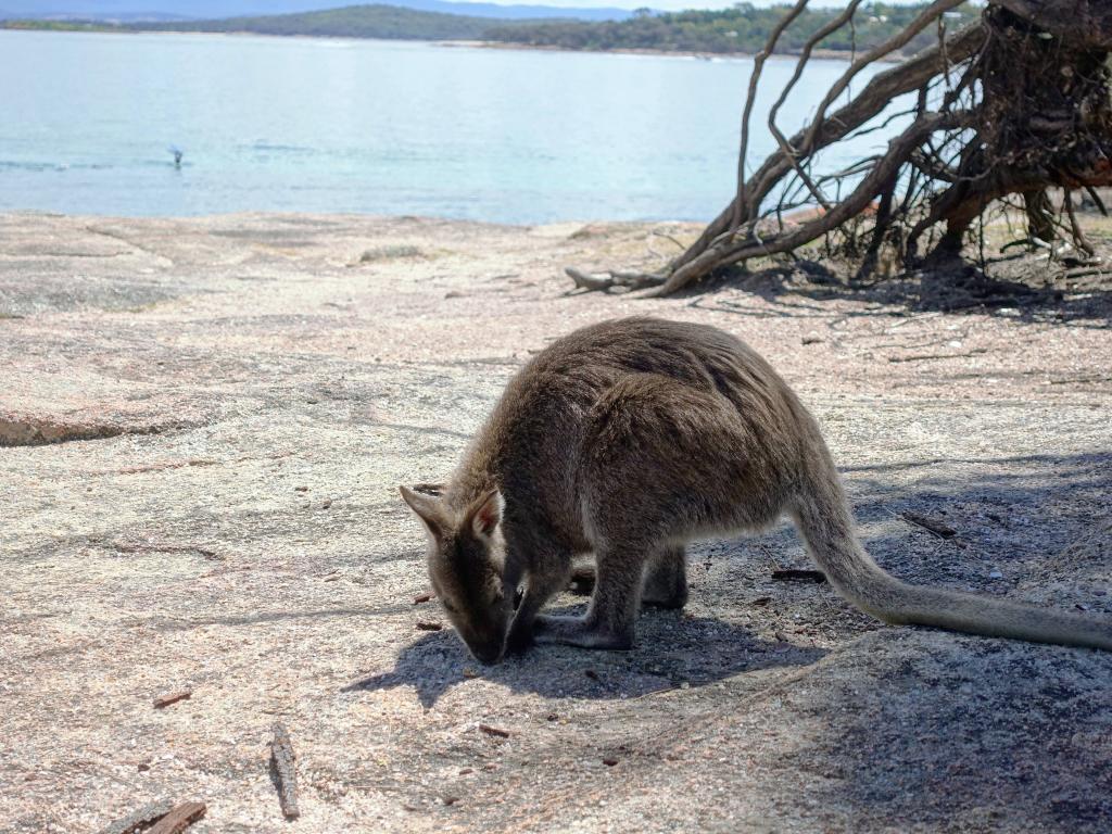 149 - 20170121 Wineglass Bay-Launceston