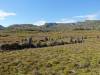 177 - 20170123 Cradle Mountain