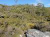 185 - 20170123 Cradle Mountain