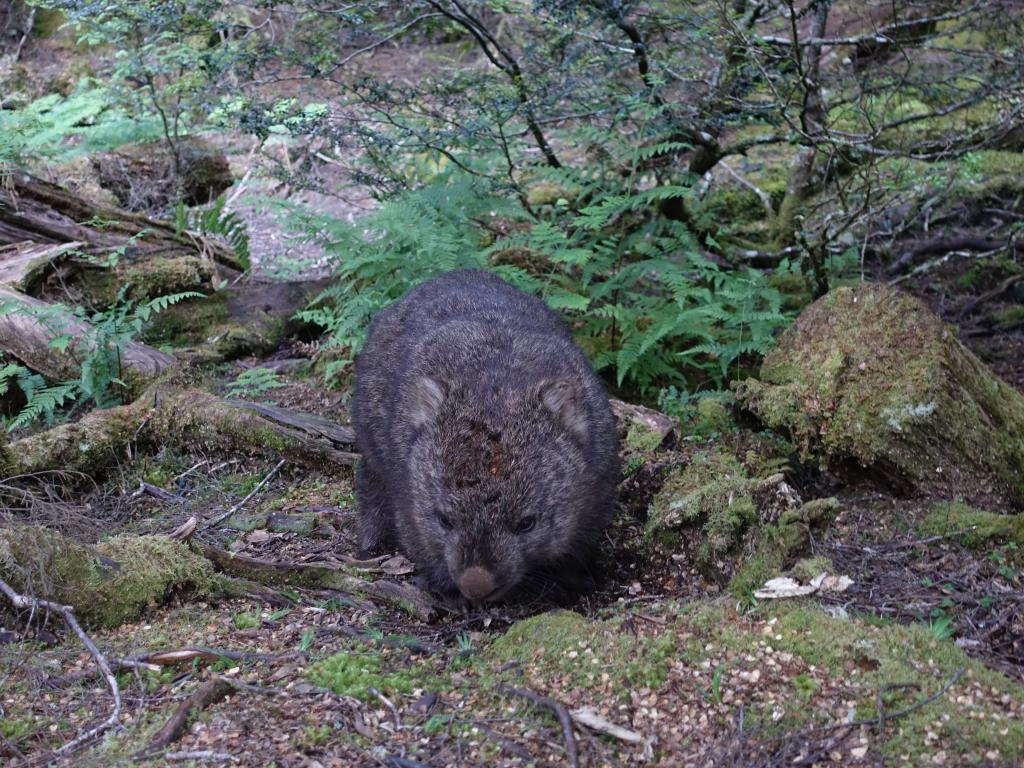 115 - 20170123 Cradle Mountain