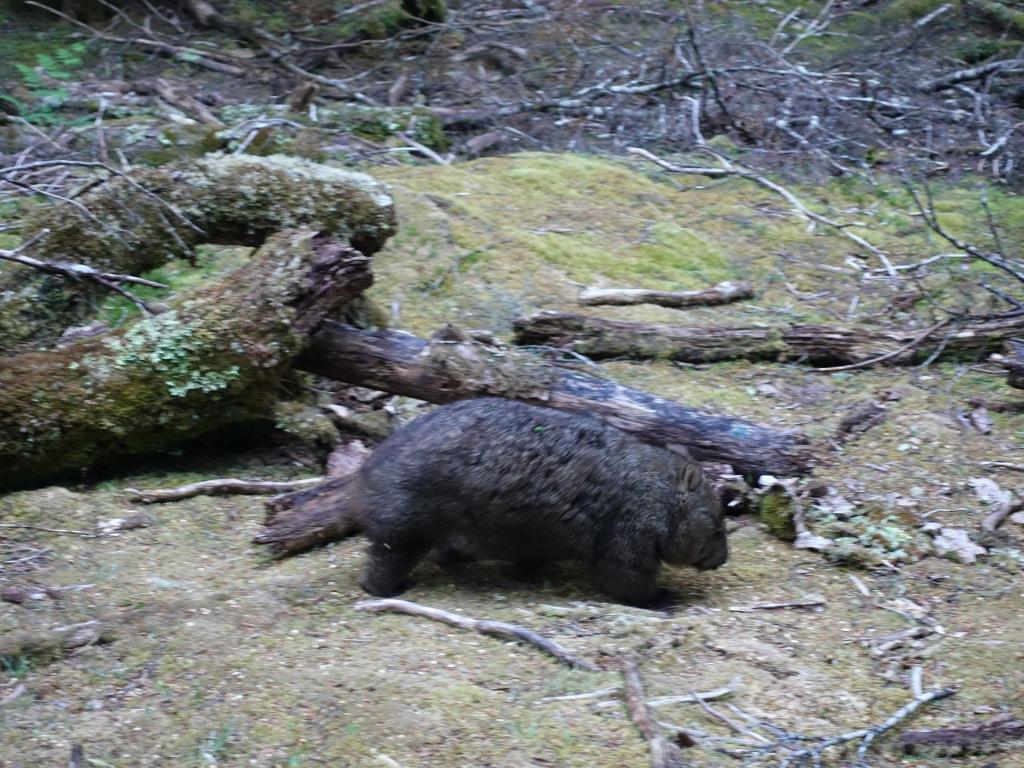 117 - 20170123 Cradle Mountain