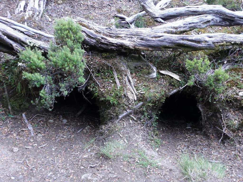 118 - 20170123 Cradle Mountain