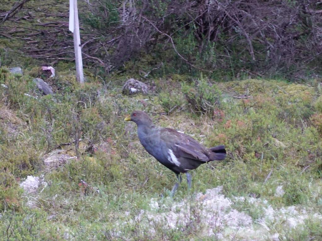 119 - 20170123 Cradle Mountain