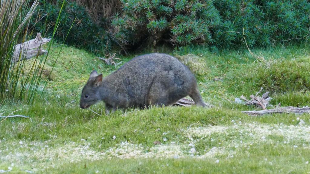 121 - 20170123 Cradle Mountain