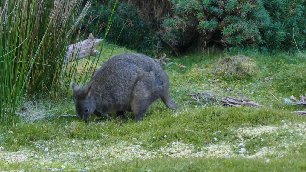 122 - 20170123 Cradle Mountain