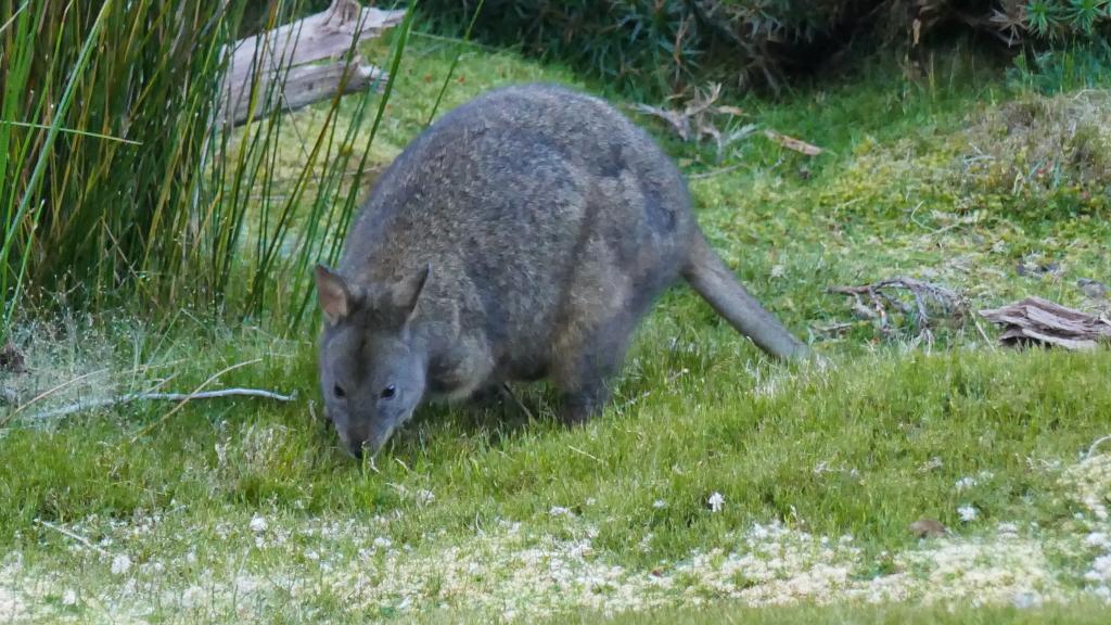 123 - 20170123 Cradle Mountain