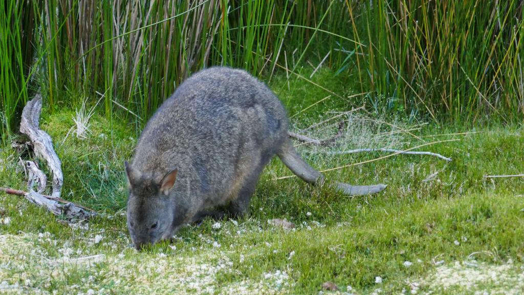 125 - 20170123 Cradle Mountain