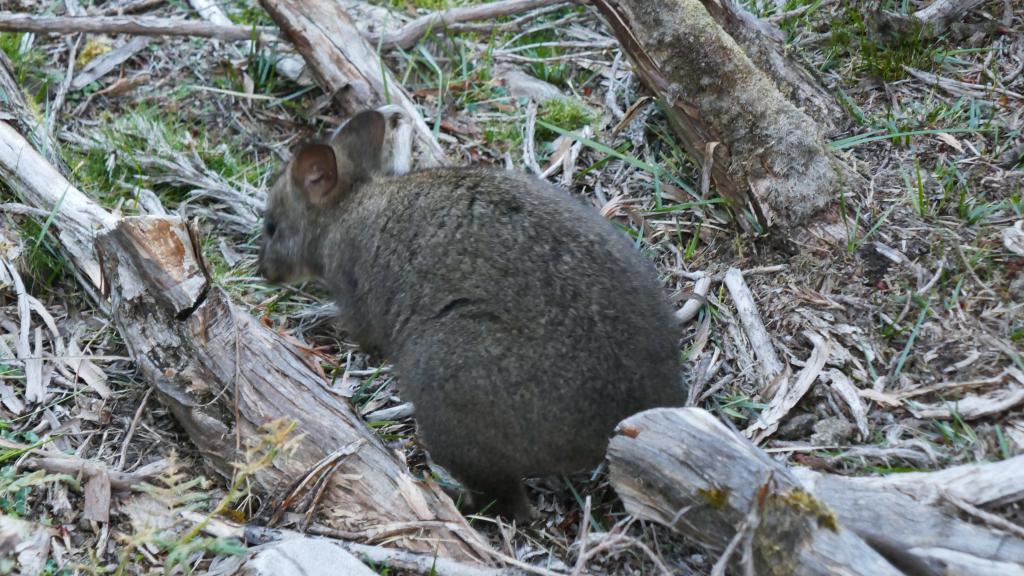 129 - 20170123 Cradle Mountain