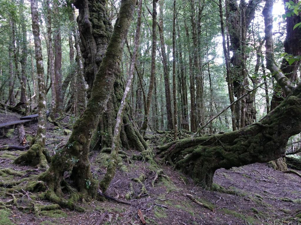 132 - 20170123 Cradle Mountain