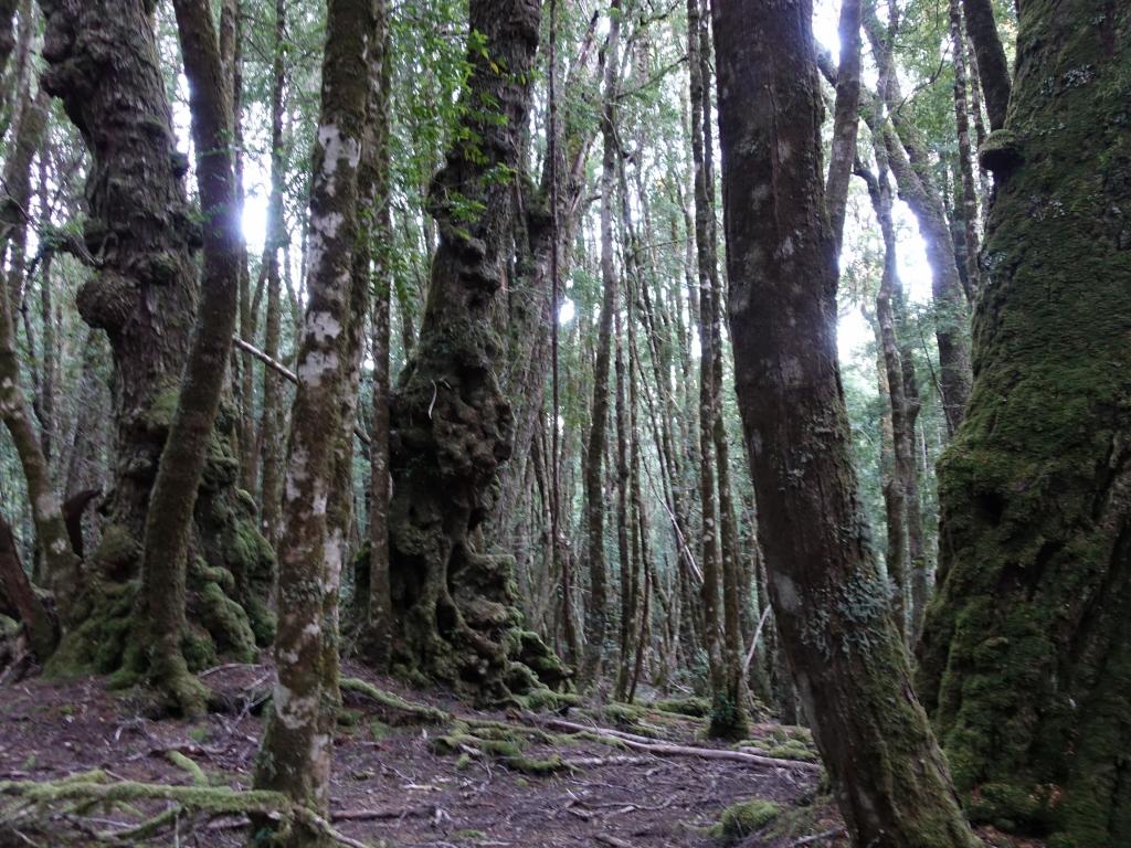 133 - 20170123 Cradle Mountain