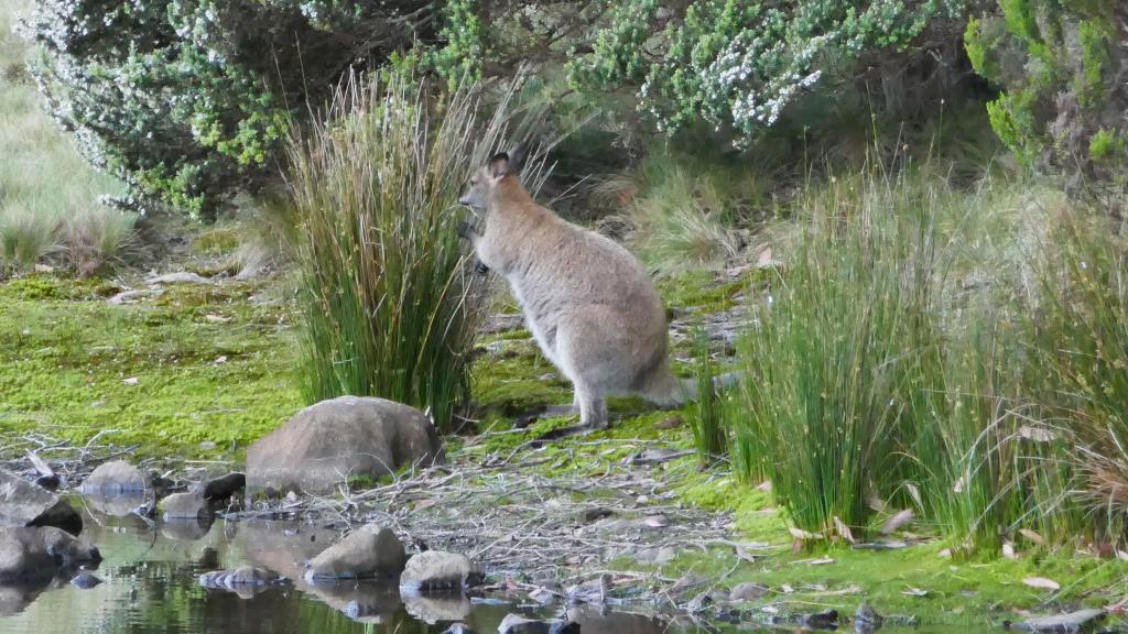 138 - 20170123 Cradle Mountain