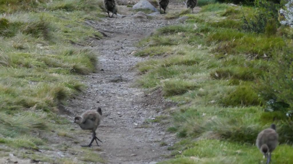 139 - 20170123 Cradle Mountain