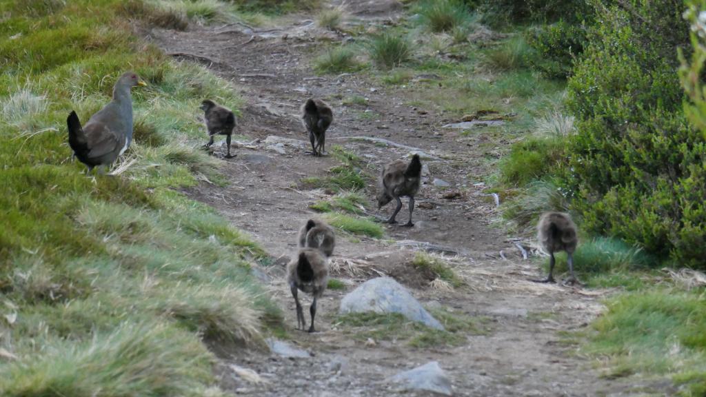 145 - 20170123 Cradle Mountain