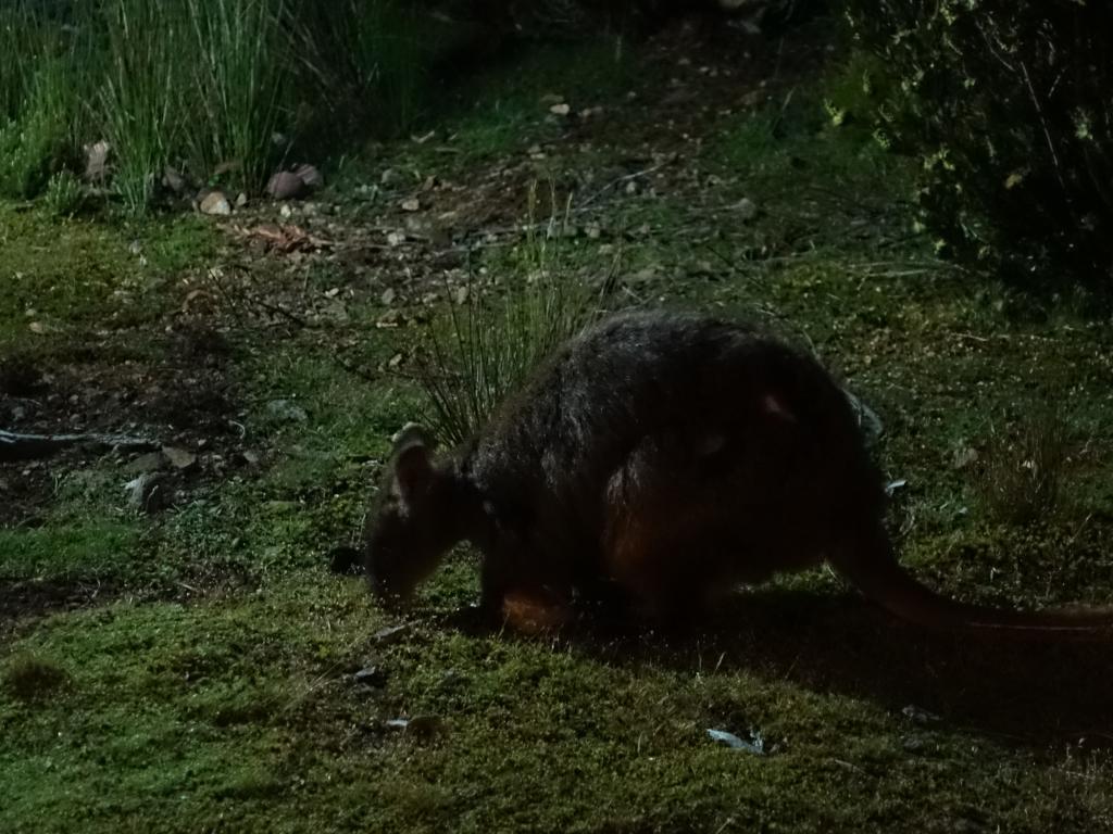 167 - 20170123 Cradle Mountain