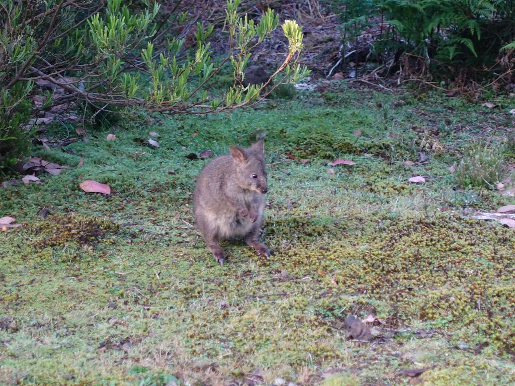 169 - 20170123 Cradle Mountain