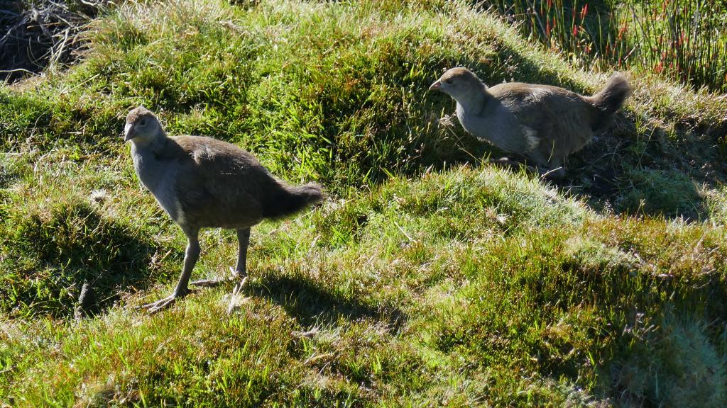 179 - 20170123 Cradle Mountain