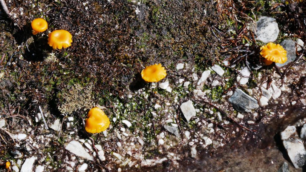 232 - 20170123 Cradle Mountain