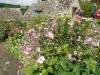 133 - 20170730 Cotsworld Snowshill Blenheim