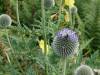 135 - 20170730 Cotsworld Snowshill Blenheim