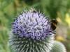 136 - 20170730 Cotsworld Snowshill Blenheim