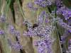 128 - 20170731 Cotswold Stratford-upon-Avon Birmingham