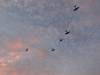 183 - 20170820 Madras Eclipse
