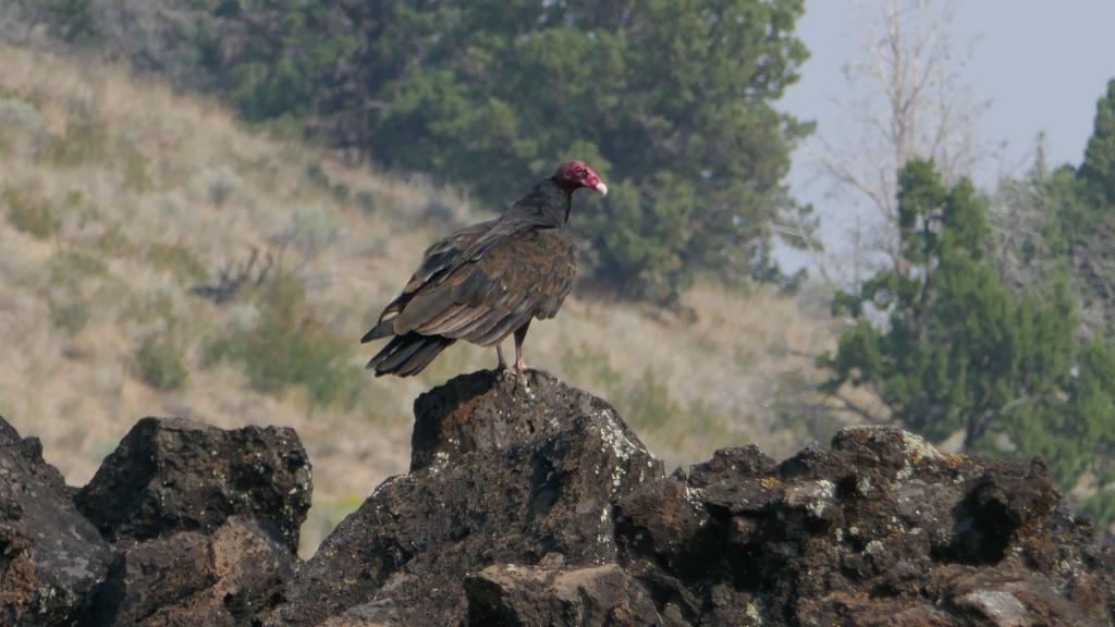 282 - 20170821 Lava Beds NP