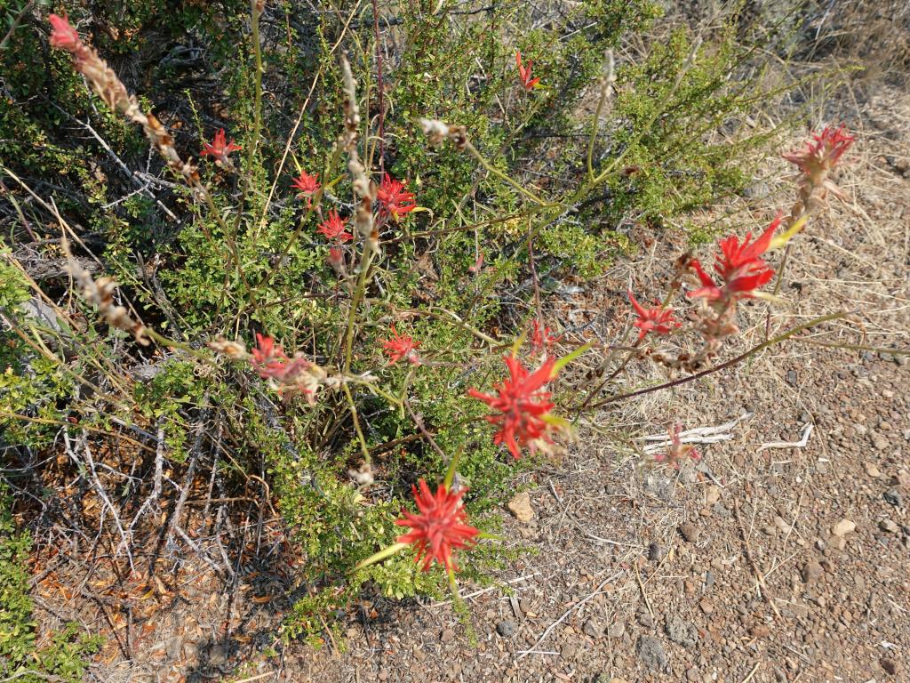 332 - 20170821 Lava Beds NP