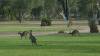 139 - 20171009 Day03 Toowoomba Surat Charleville