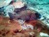 Album: Whitsundays Diving