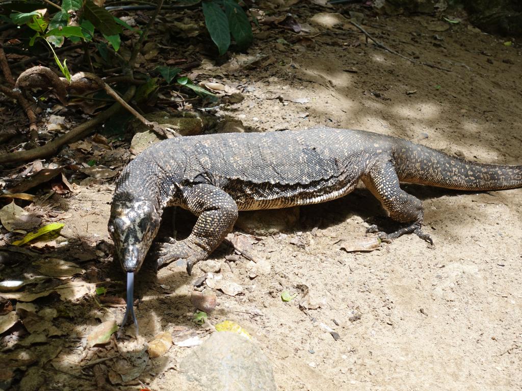 209 - 20180530 Puerto Princesa Sabang