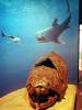 173 - 20181020 Denver Museum Nature n Science