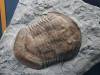 176 - 20181020 Denver Museum Nature n Science